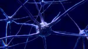 Central Nervous System
