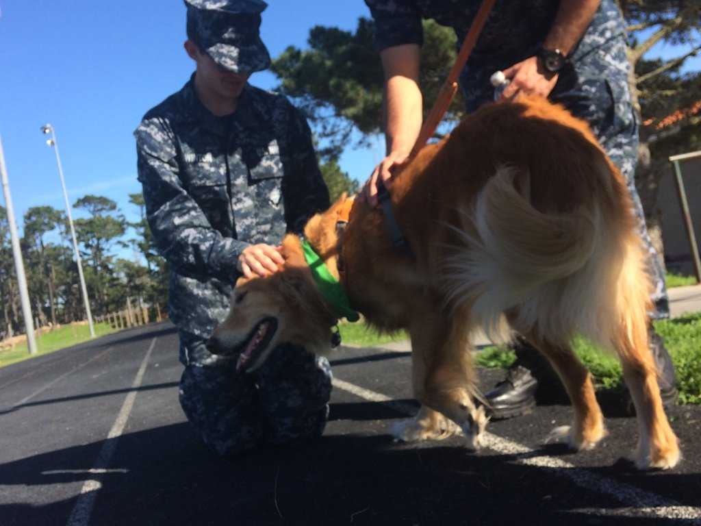 PTSD Therapy Incorporates Service Dogs