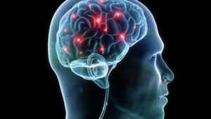 Nervous System