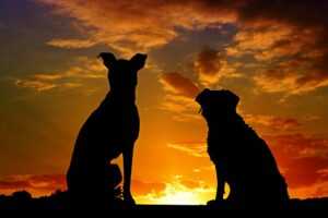 PTSD Service Dogs