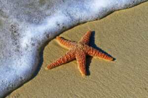 starfish on beach