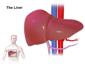 an illustration of the human liver